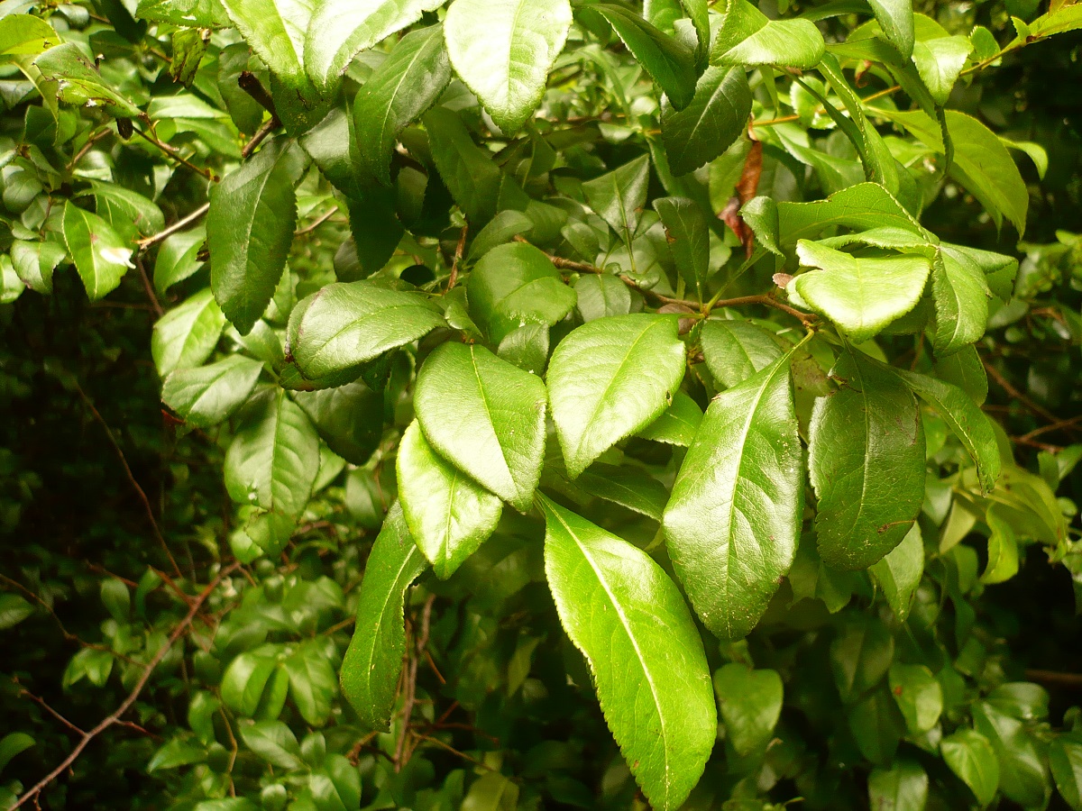 Chaenomeles japonica (Rosaceae)